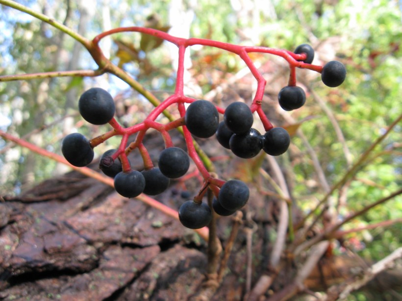 20091003153904 Virginia Creeper (Parthenocissus quinquefolia) vine with blue berries - Oakland Co.JPG